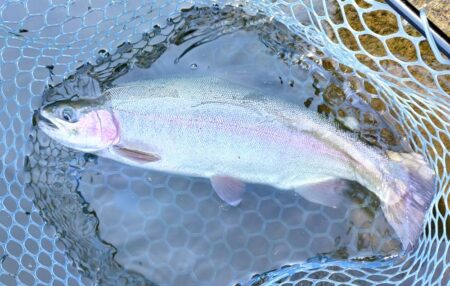 ラインブレイク頻発　～岡崎トラウトポンド～